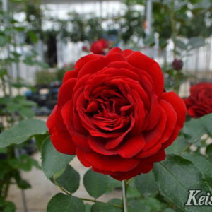 oc CfVtg Yc c 6A RfXo