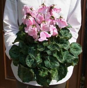 VN t@o[Y 5Oiye5.5jtXЂ̖͂ڈF11{ȍ~` S Mtg ԁy\̔z