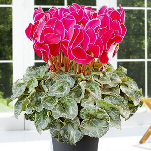 VN GWFO 5 y̖͂ڈF12{`z S Mtg ԁy\̔z