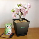 一才桜 (桜盆栽) (盆栽桜)6号角鉢 受け皿付き*送料無料・他品同梱可能関東甲信越地域以外は出荷地からの関係で別途送料が発生します
