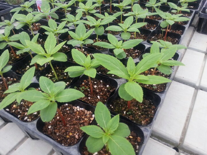 楽天市場 ホウセンカ ほうせんか の苗 5色から選べる2株セット あなたの街のお花屋さんイングの森 楽天市場 ホウセンカ ほうせんか の苗 5色から選べる2株セット あなたの街のお花屋さんイングの森