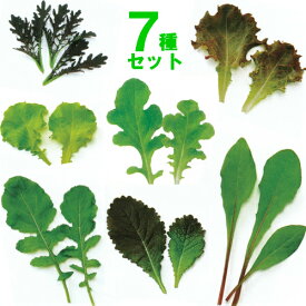 ミニ野菜 毎日摘まめるベビーリーフ7種のタネのセットです栄養価の高い若芽をお召し上がり！業務用小分け日本郵便またはネコポス便なら全国送料無料