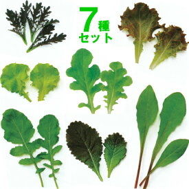 楽天市場 葉物野菜 種の通販