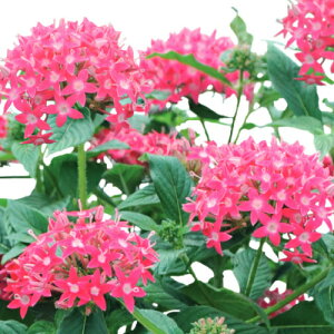 y^X OtBeB gD[sN 3 (9cm) |bgc 1