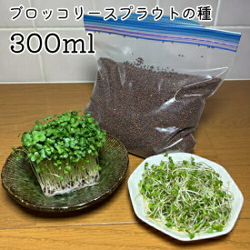 ブロッコリー(スプラウト)のタネ300ML送料無料・業務用小分け スルフォラファン高含有の今、話題の種 花粉症対策にも！これだけあれば約60回以上収穫できます ネコポス便で全国送料無料！野菜 種 ミニ野菜　無農薬　無消毒