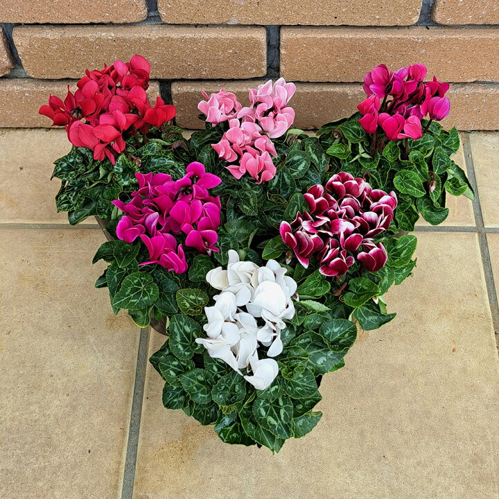 楽天市場 ガーデンシクラメン6色バラエティーセット カラフル６色セット 成長促進ホルモン剤を使用せず育てた特別栽培品 全国送料無料 他品同梱可 苗 寄せ植え 花苗 セット 秋 冬 春 あなたの街のお花屋さんイングの森