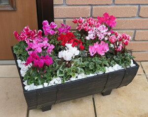 K[fVN rbNS50Z`{bNXؒM KiVN11񂹐AiB֐ɃhJƏĂBĂ܂Ŋy߂܂IEis 