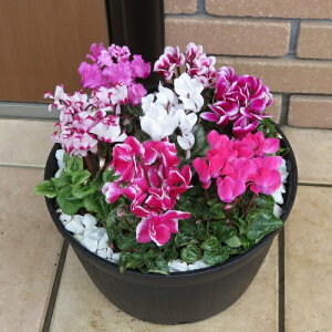 K[fVN@ fGȊ񂹐A~fBAa31Z`TCYؒM KiVN7񂹐AiB֐ɃhJƏĂBĂ܂Ŋy߂܂IS