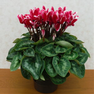 VN tWCbh 5 ̖͂ڈF12{`S  Mtg 