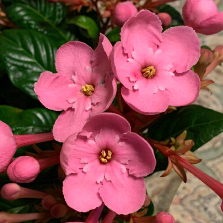 楽天市場 ルクリア スイートルビー アッサム ニオイザクラ 香る超濃色のにおい桜 鉢植え 花 お祝い お歳暮 ギフト 誕生日 プレゼント 退職祝い お花 あなたの街のお花屋さんイングの森