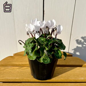 K[fVN 3ia9cmj|bgc@Cς̏ Iׂ7n1̔ł񂹐A ԕc K[fjO H ~ t