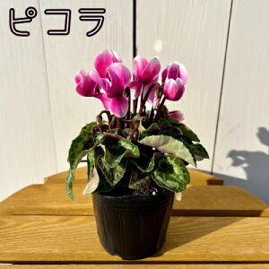 K[fVN 3ia9cmj|bgc@Cς̏ Iׂ7n1̔ł񂹐A ԕc K[fjO H ~ t