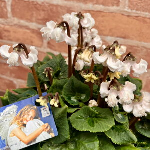 VN Vĝ͂ˁ@ 4.5 y̖͂ڈF11{`z SEis  Mtg ԁy\̔z