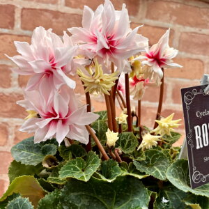 VN [[Xd 5 y̖͂ڈF11{`z SEis  Mtg ԁy\̔z