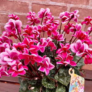 VN ܂ق΂̗ 5 y̖͂ڈF11{`z SEis  Mtg ԁy\̔z