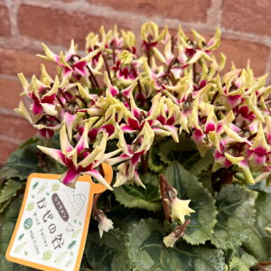 VN ̒J 5 y̖͂ڈF11{`z SEis  Mtg ԁy\̔z̒J