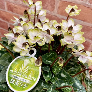 VN e 5 y̖͂ڈF12{`z SEis  Mtg ԁy\̔z