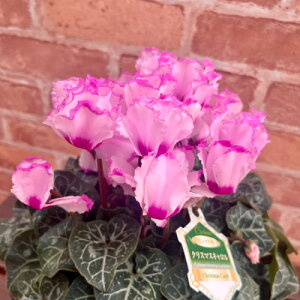 VN NX}XL 5ia15cmj c  Mtg 