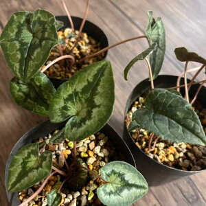 ����V�N������ �w�f���t�H���E�� 3�� (���a9cm) �|�b�g�c 1�� �񂹐A�� ��A�� ���[�t �K�[�f��