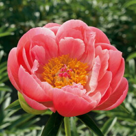 楽天市場 芍薬 苗の通販