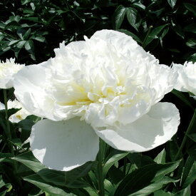 楽天市場 芍薬 苗の通販