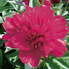 楽天市場 芍薬 苗 開花時期春 の通販