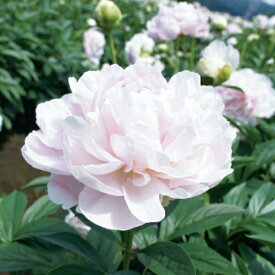 楽天市場 鉢植え 芍薬 ガーデニング 農業 花 ガーデン Diy の通販