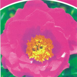 苗 芍薬の人気商品 通販 価格比較 価格 Com