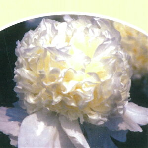 苗 芍薬の人気商品 通販 価格比較 価格 Com