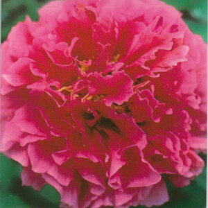 鉢 牡丹 苗の人気商品 通販 価格比較 価格 Com