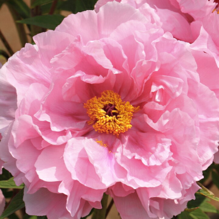 楽天市場 牡丹 花遊 豪華多弁咲き 6号鉢 直径18cm 2 3年物 あなたの街のお花屋さんイングの森