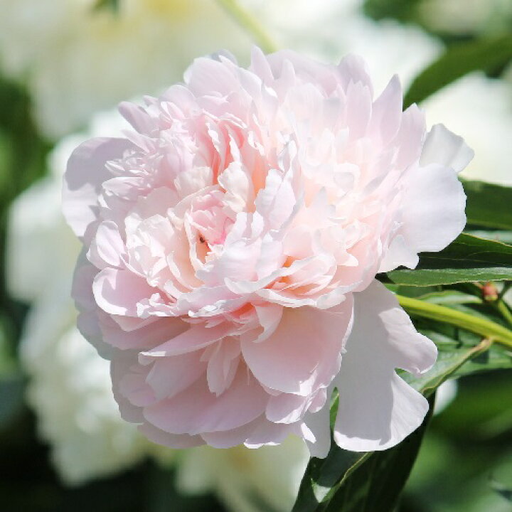 楽天市場 芍薬 リリアン 切花向きカラフルコレクション 1株4号 12cm ロングポット 宿根草 切り花 生け花 花束 地植え 鉢植え あなたの街のお花屋さんイングの森 楽天市場 芍薬 リリアン 切花向きカラフルコレクション 1株4号 12cm ロングポット 宿根草 切り花 生け花 花束 地植え 鉢植え あなたの街のお花屋さんイングの森