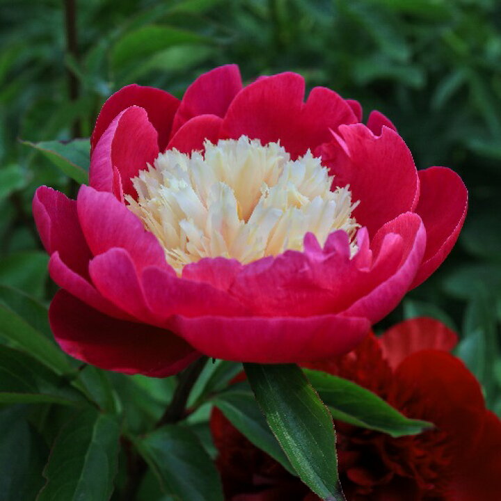 楽天市場 芍薬 乙女桜 切り花向けコレクション1株4号 12cm ロングポット 宿根草 切り花 生け花 花束 地植え 鉢植え あなたの街のお花屋さんイングの森 楽天市場 芍薬 乙女桜 切り花向けコレクション1株4号 12cm ロングポット 宿根草 切り花 生け花 花束 地植え 鉢植え あなたの街のお花屋さんイングの森