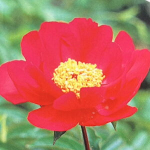 䉖򔪏dRNV P 4 (a12cm) O|bgA VNN@Ⴍ₭