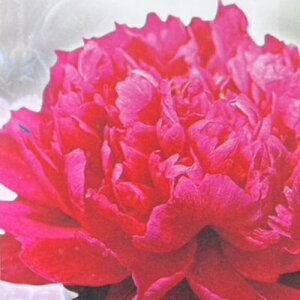 䉖򔪏dRNV ԉ 4 (a12cm) O|bgA VNN@Ⴍ₭