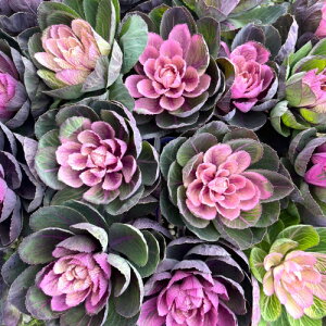 tO(n{^jʁiǂj 3.5ia10.5cmj|bgc@1 񂹐A ~  