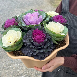 {[_ItO Ԋ񂹐A a32cm@9@n{^ 񂹐A  ~  SEis