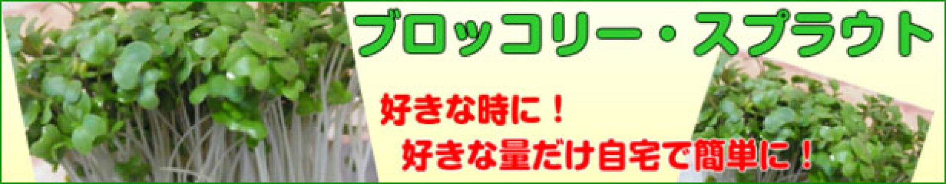 自宅でブロッコリースプラウト