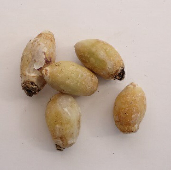 楽天市場 イフェイオン ハナニラ ホワイトスター10球パック秋植え 冬植え 春咲き 球根 イングリッシュガーデン セット あなたの街のお花屋さんイングの森 楽天市場 イフェイオン ハナニラ ホワイトスター10球パック秋植え 冬植え 春咲き 球根 イングリッシュガーデン セット あなたの街のお花屋さんイングの森