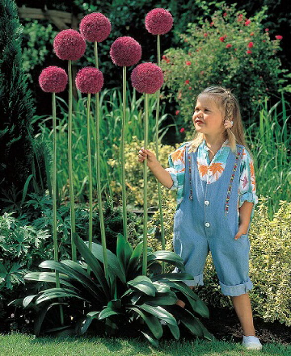 楽天市場 10月初旬受付開始予定アリウム ギガンチューム 2球パック 秋植え 冬植え 春咲き 球根 イングリッシュガーデン あなたの街のお花屋さんイングの森