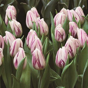 `[bv t[~OtbO d炫 5pbN HA ~A t炫  CObVK[f ug̎̃`[bv