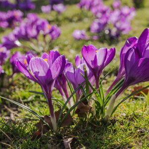 NbJX t[R[h ͔|ɂ10pbNHA ~A t炫  CObVK[f