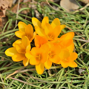 NbJX S[fCG[(͔|ɂI) 10pbN HA ~A t炫  CObVK[f Zbg