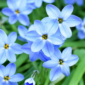 楽天市場 ハナニラ 球根の通販