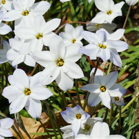 楽天市場 ハナニラ球根の通販