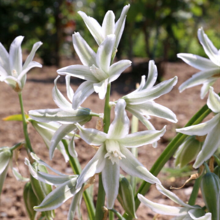 楽天市場 オーニソガラム ヌータンス 15球パックガラスの花 秋植え 冬植え 春咲き 球根 イングリッシュガーデン あなたの街のお花屋さんイングの森