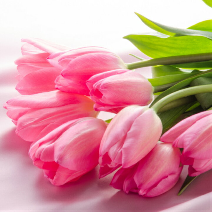 楽天市場 チューリップ クリスマスドリーム 一重咲き5球パック秋植え 冬植え 春咲き 球根 イングリッシュガーデン セット あなたの街のお花屋さんイングの森