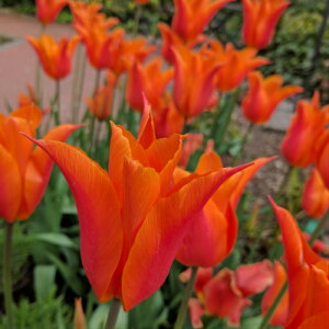 `[bv o[i 炫22pbN v^[1t̃`[bv SHA ~A t炫  CObVK[f Zbg