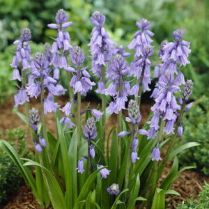 V[ Jpj[^@u[30pbN SHA ~A t炫  CObVK[f Zbg