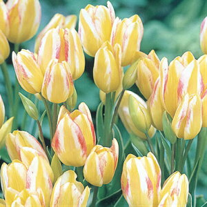 `[bv TVCNu }炫 5pbNHA ~A t炫  CObVK[f